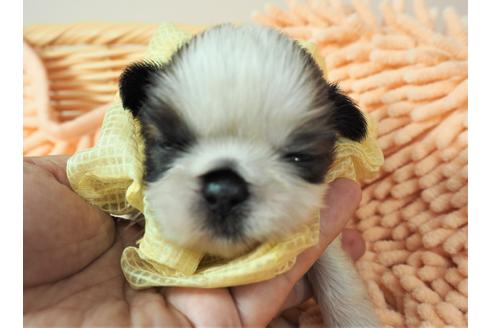 成約済の埼玉県のシーズー-101738の1枚目